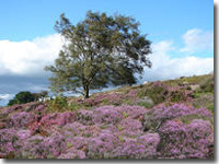 Purple heather in Goathland
