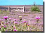 Purple heather of Autumn, on the moors