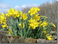 Spring Dafodils in Goathland