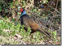Spring pheasant in Goathland
