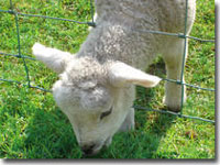 Spring lamb through fence