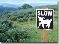 Spring lamb warning sign