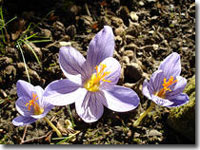 Spring orchid