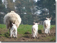 Spring triplets