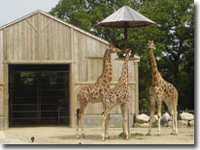 Flamingoland Zoo