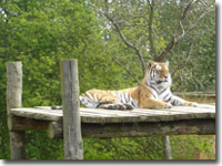 Flamingoland Zoo