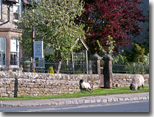 Sheep at Glendale House