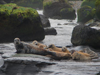 Ravenscar seals