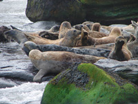 Ravenscar seals