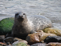 Ravenscar seals