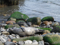 Ravenscar seals