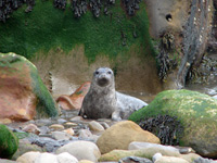 Ravenscar seals