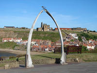 Whitby Whale Bones